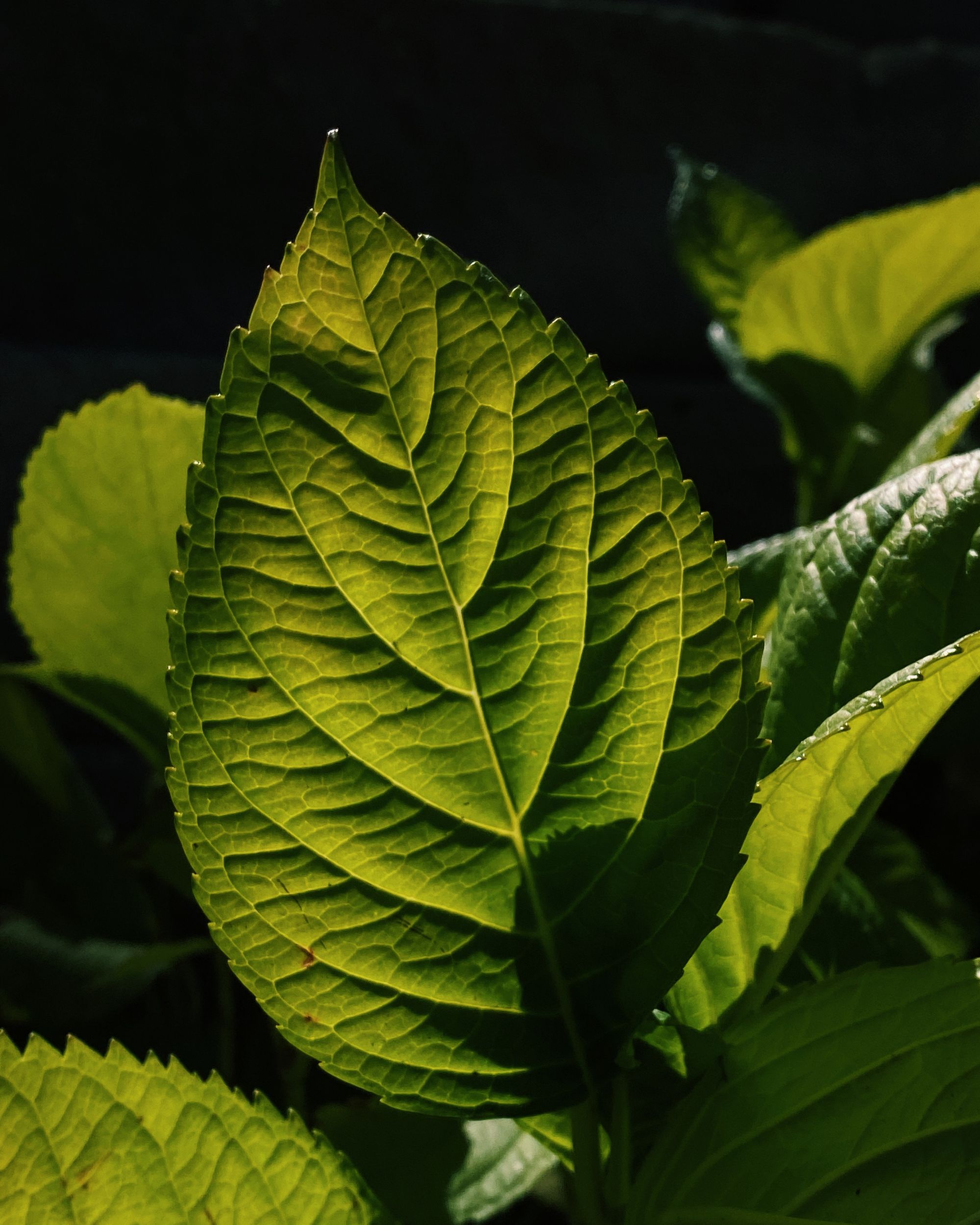 A green hydrangea leaf in deep shadow, backlit and glowing.