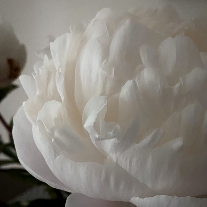 A soft, close-up, black-and-white photo of a white peony that has just reached the point of being fully open
