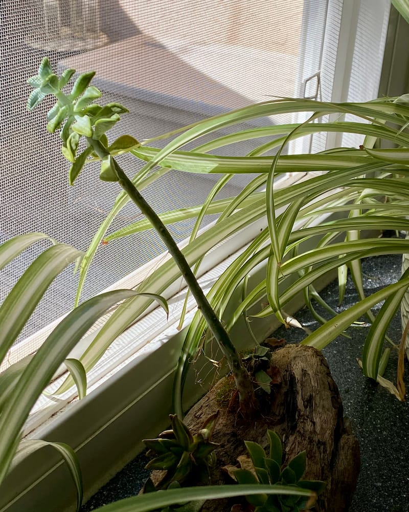 Some spider plants and a small succulent next to an open, screened window. The succulent has grown long and is reaching toward the outside.