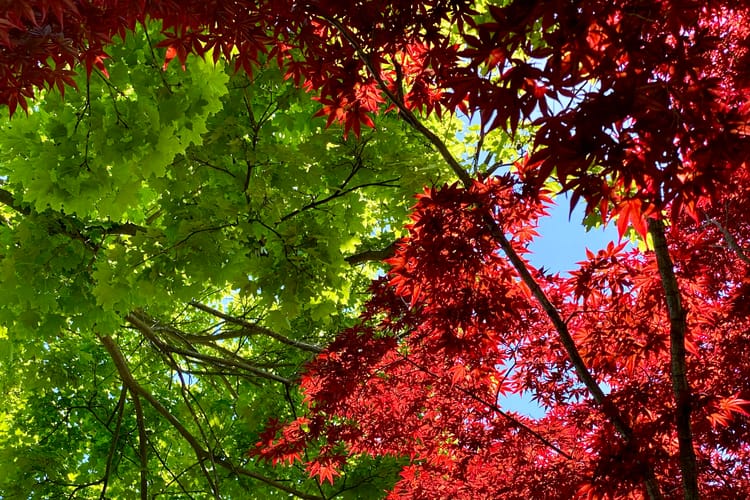 An upward view into the canopy of two trees: a green maple and a red Japanese maple